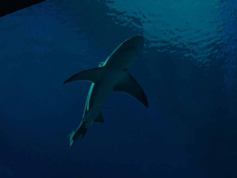 Grey reef shark (?) (Carcharhinus amblyrhynchos)