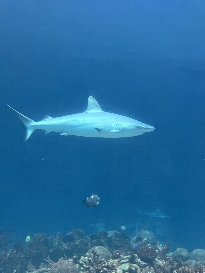 Grey Reef shark in Ocean 6.7.23