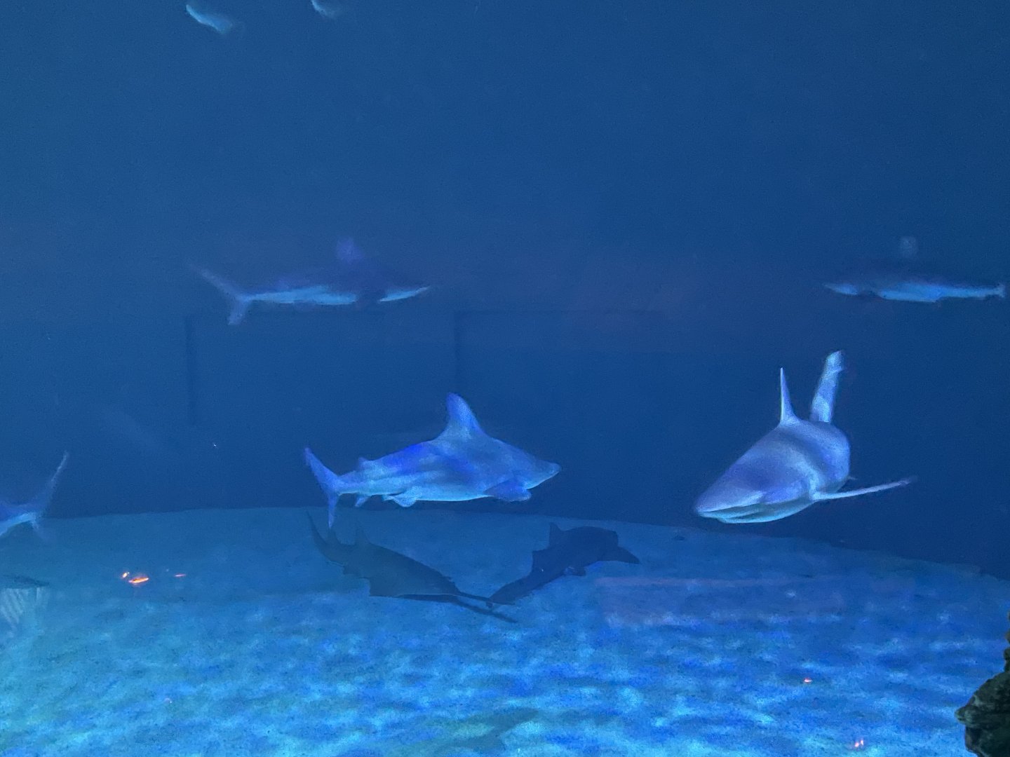 Grey Reef Shark, Sandbar Shark, and Green Sawfish