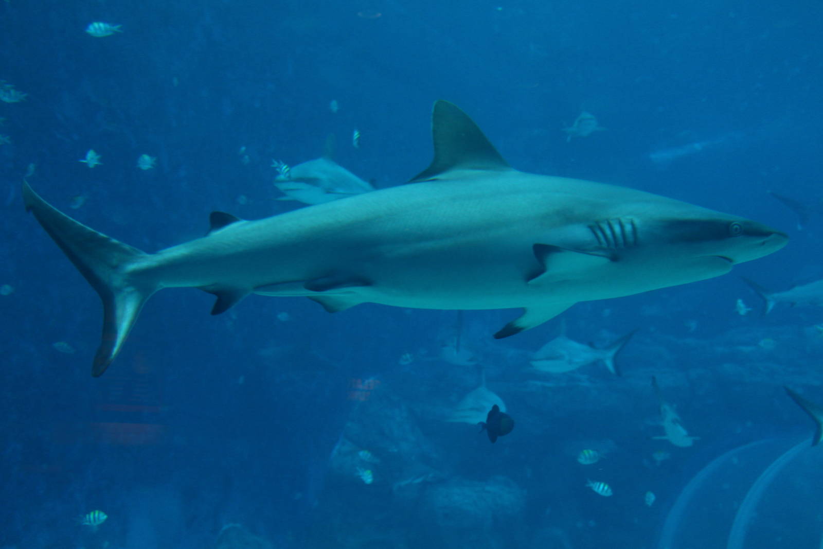 Grey Reef Shark