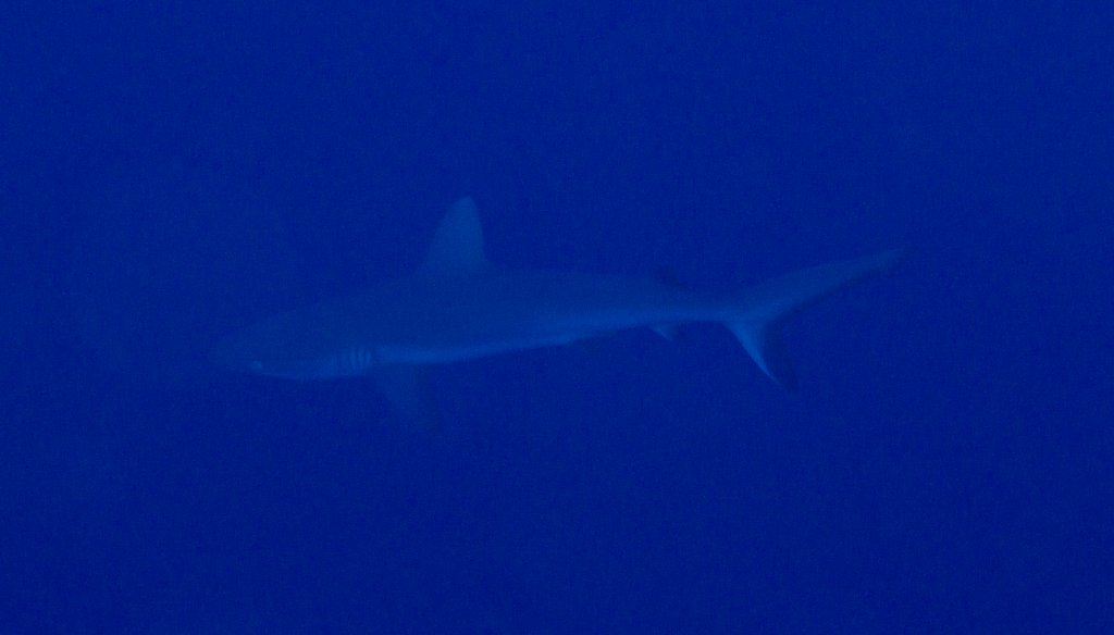 Grey Reef Shark