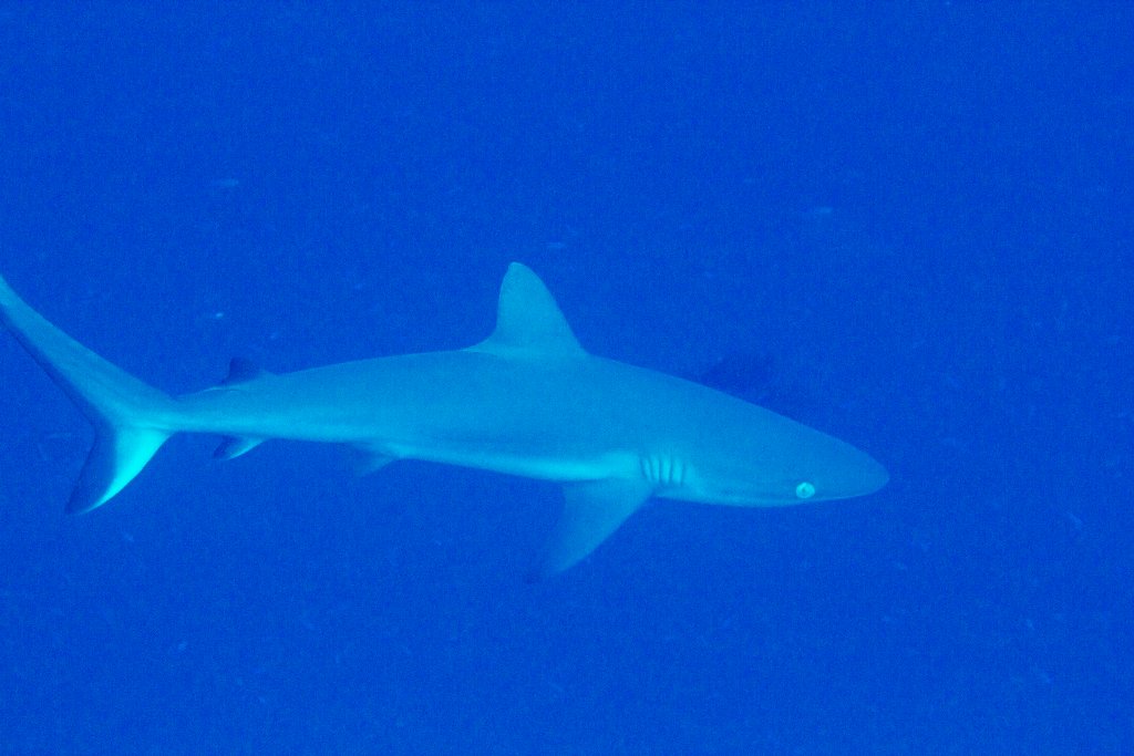 Grey Reef Shark