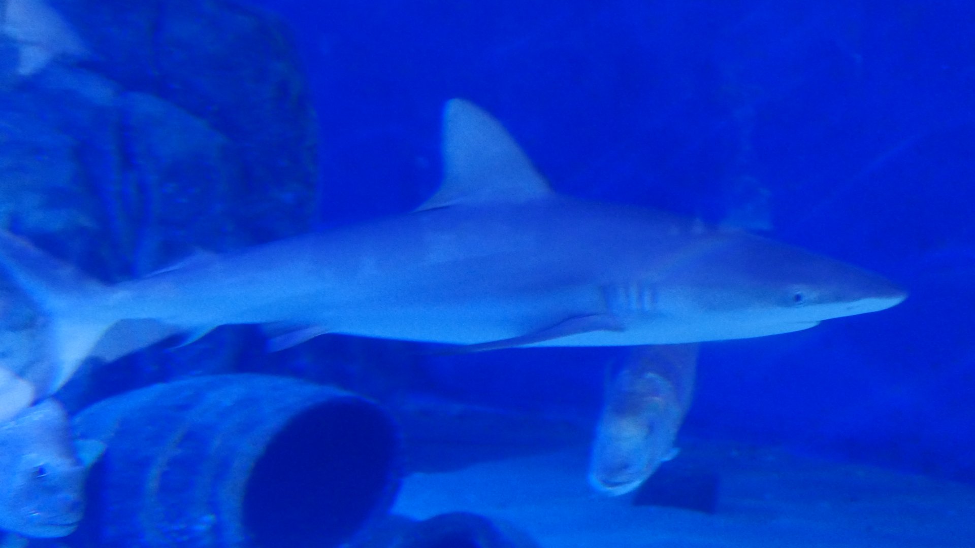 Grey Reef Shark