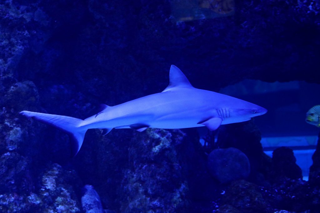 Grey Reef Shark