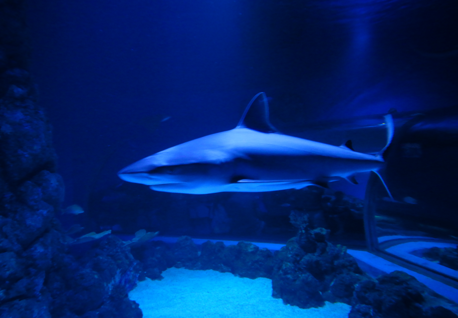 Grey Reef Shark