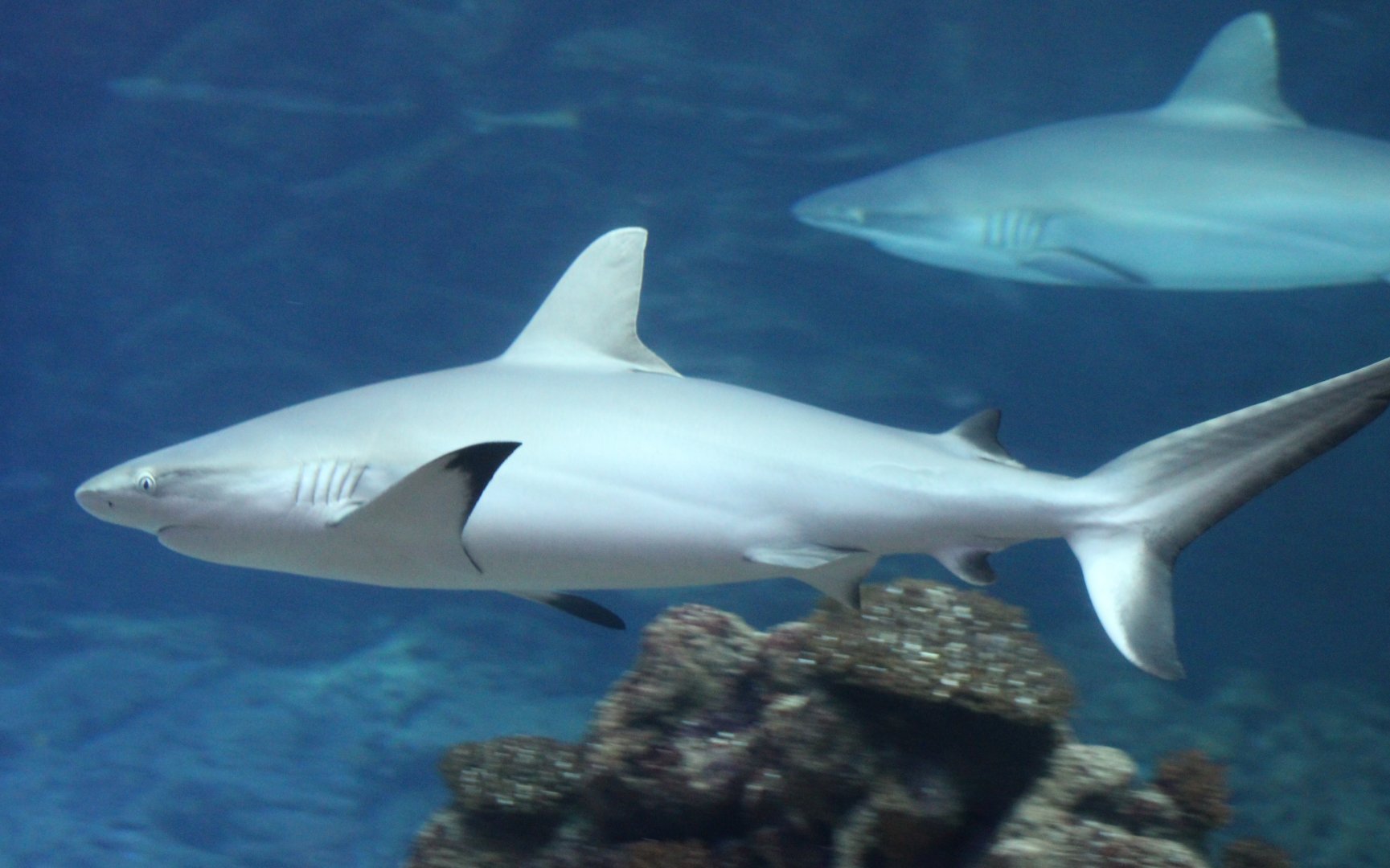Grey reef shark