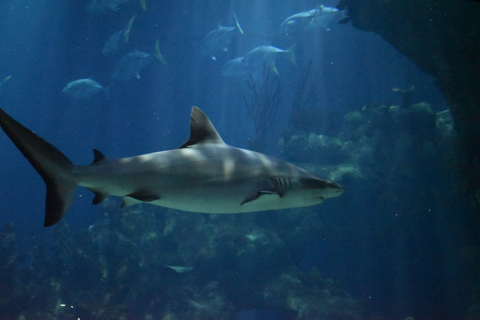 Grey Reef Shark