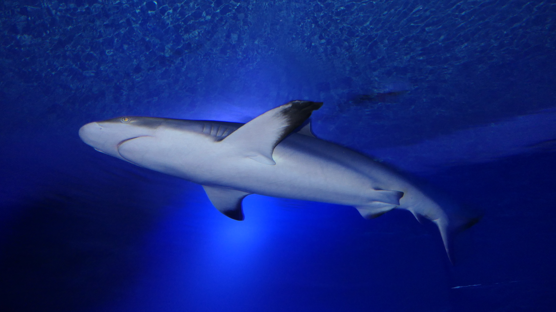 Grey Reef Shark