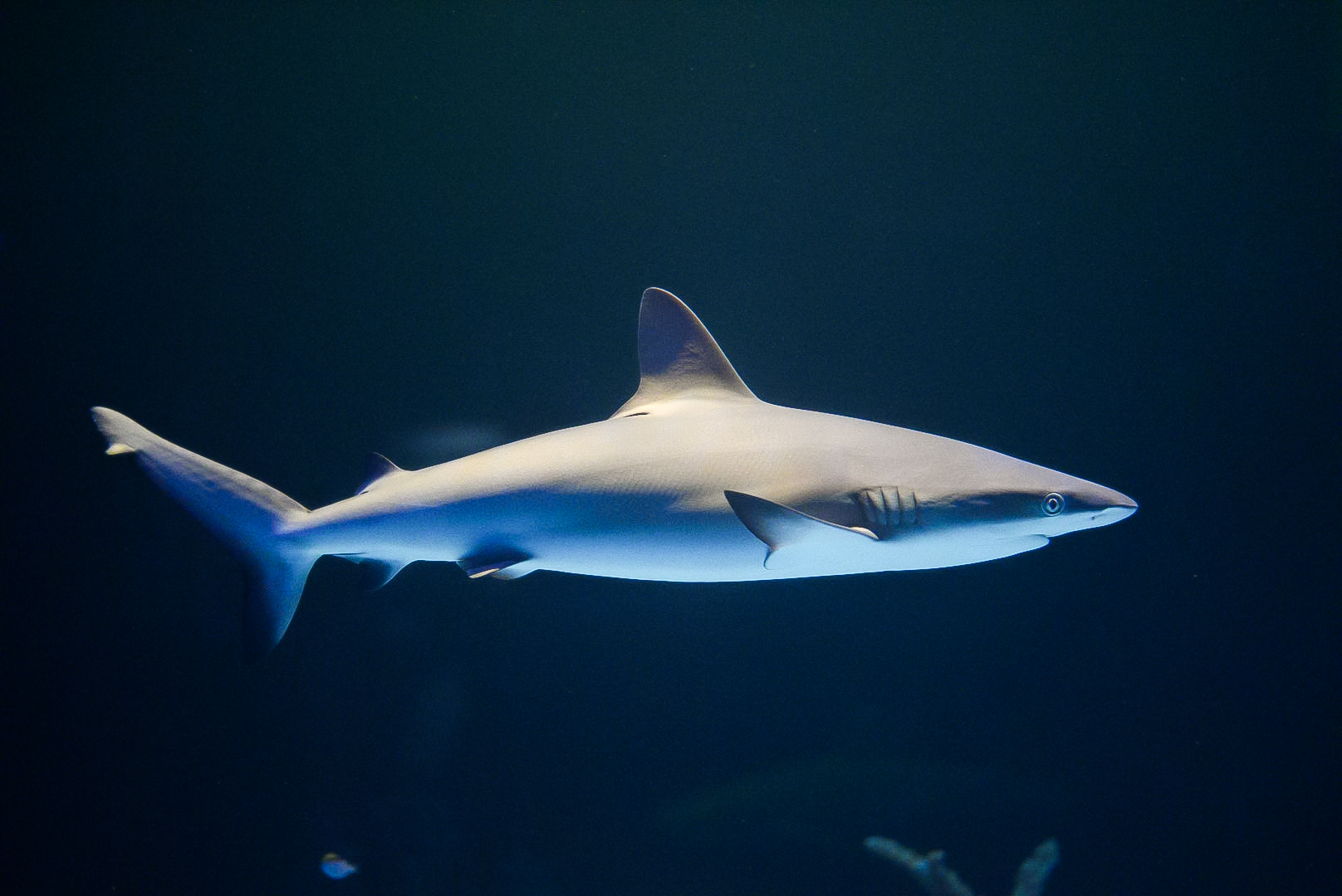 Grey Reef Shark