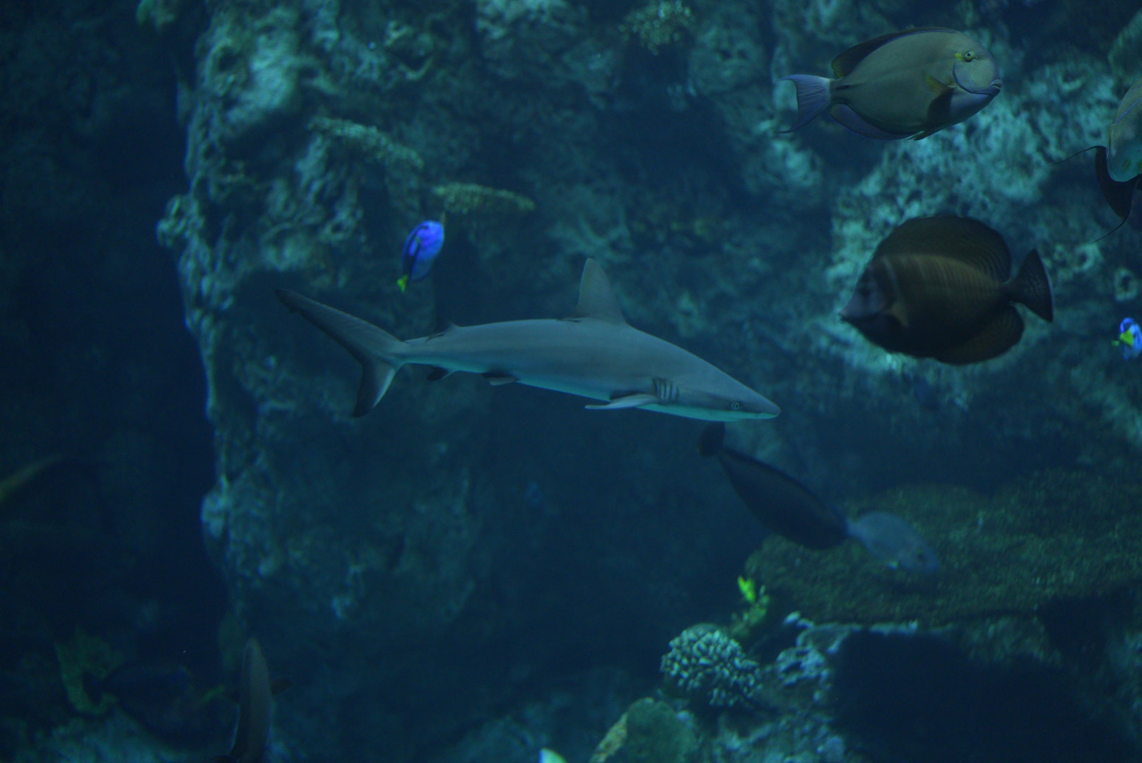 Grey Reef Shark