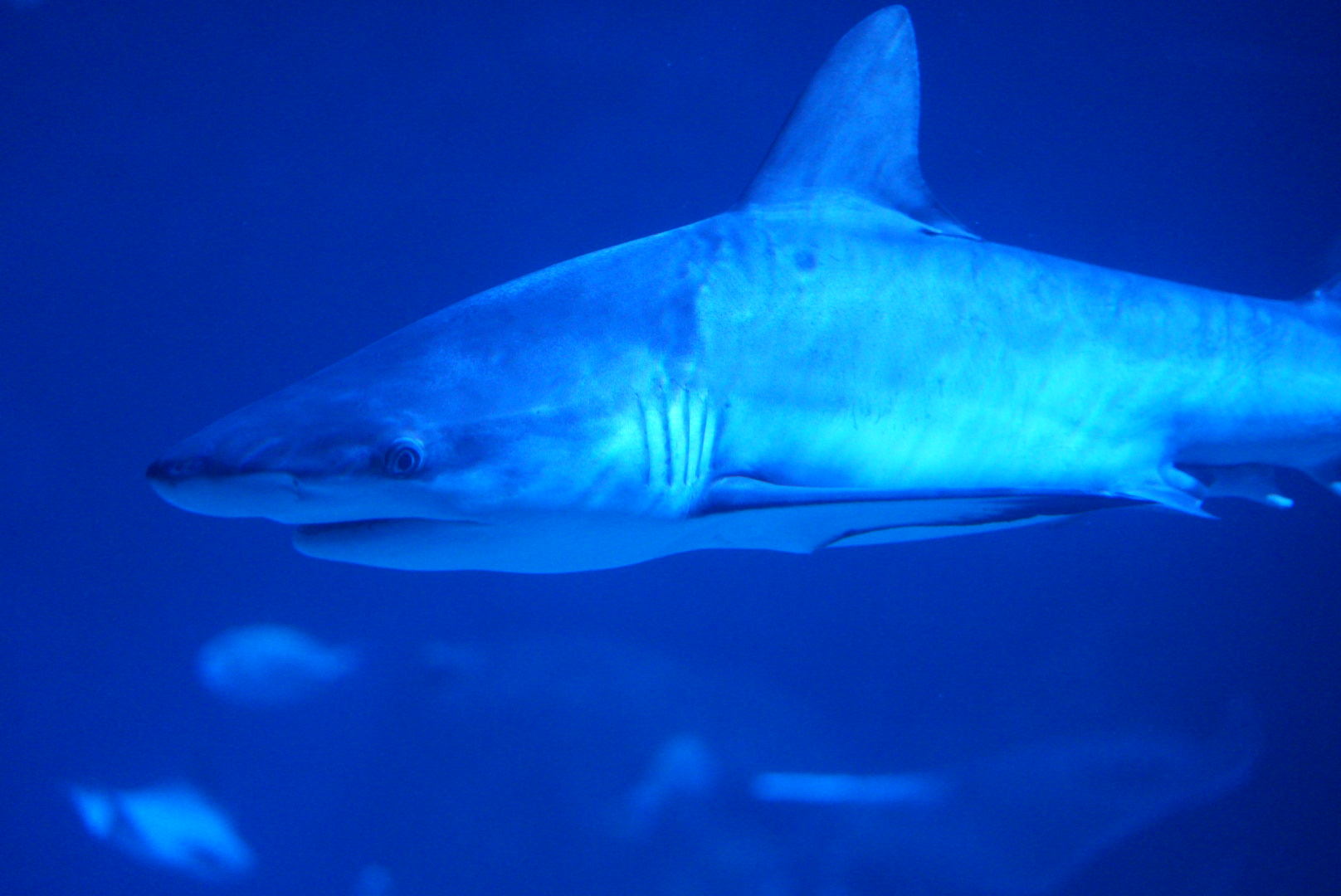 Grey Reef Shark