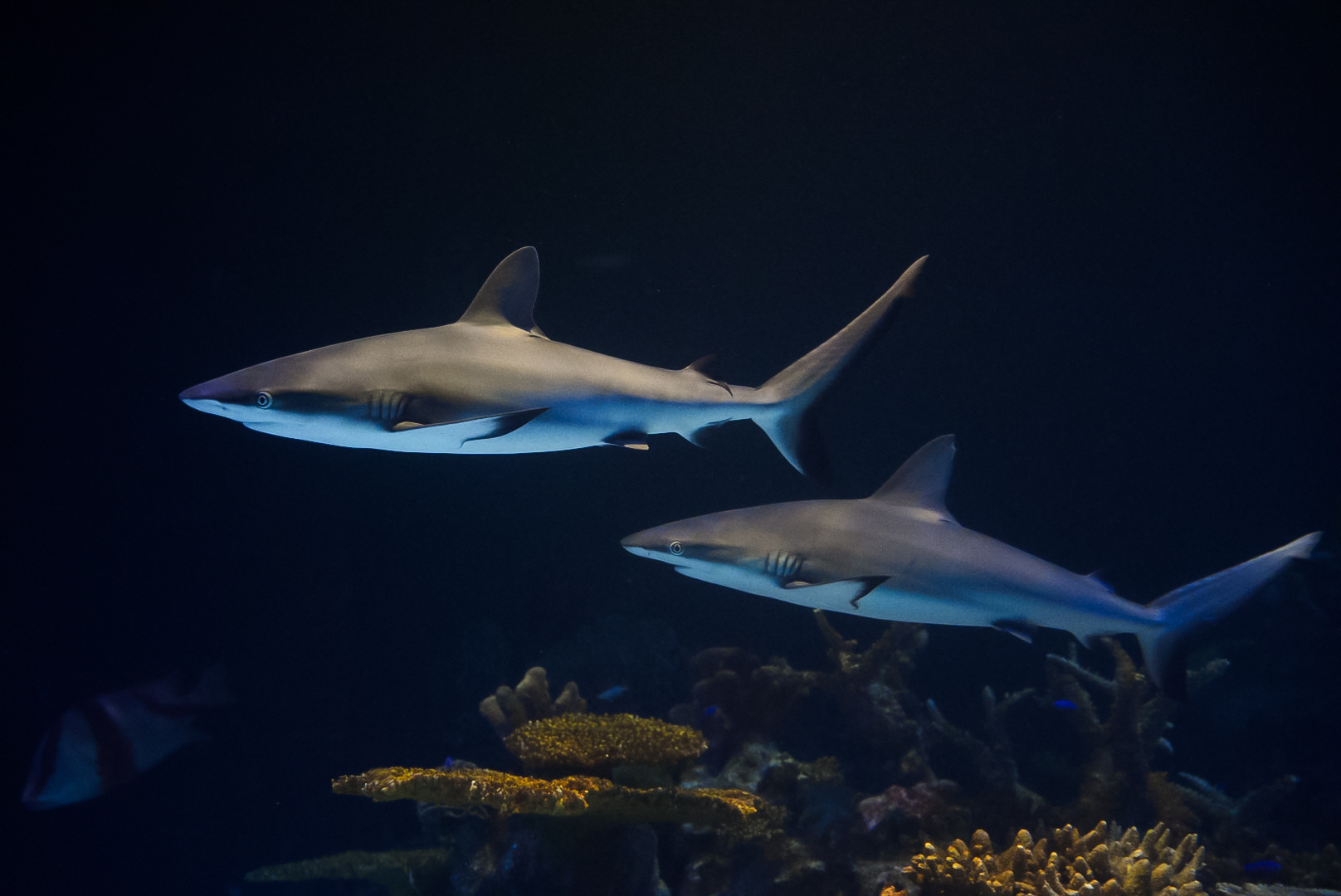 Grey Reef Sharks