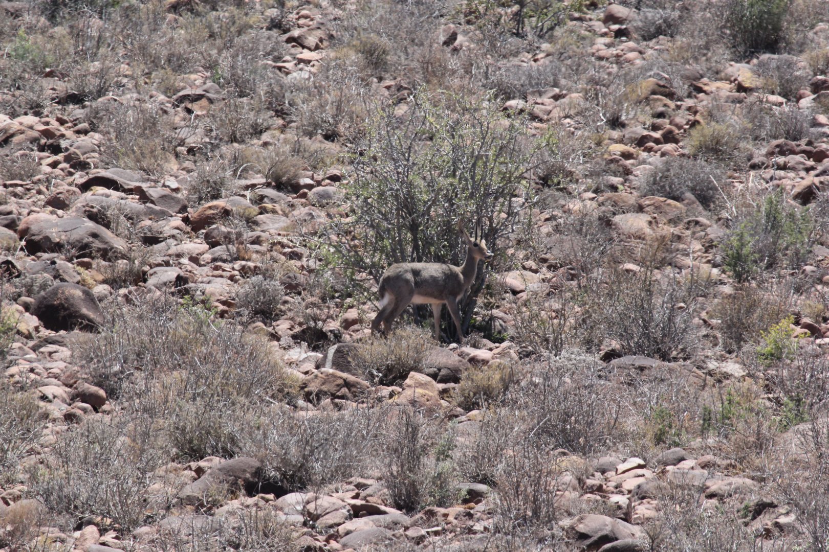 Grey Rhebok (Pelea capreolus)
