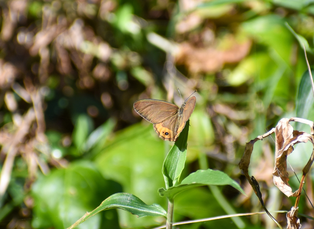 Grey Ringlet, Hypocysta pseudirius