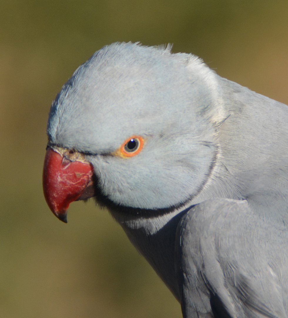Grey Ringneck parrot
