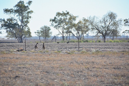 Grey 'roos & wild pigs.