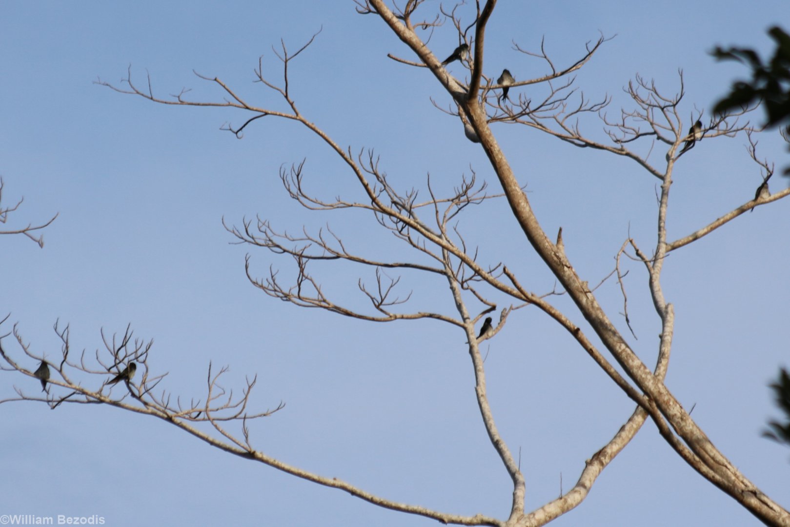 Grey-rumped Treeswifts - Siberut