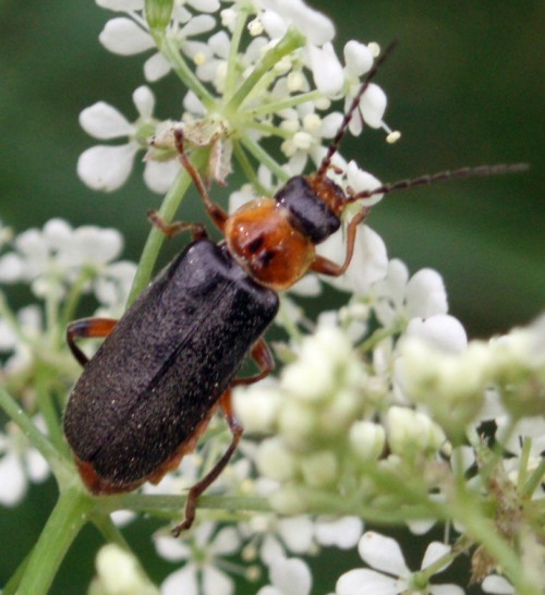 Grey Sailor-beetle (Cantharis nigricans)