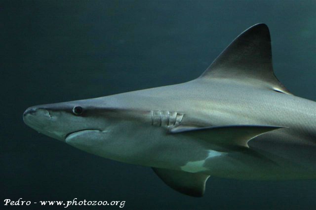 Grey sand shark (Carcharhinus plumbeus)
