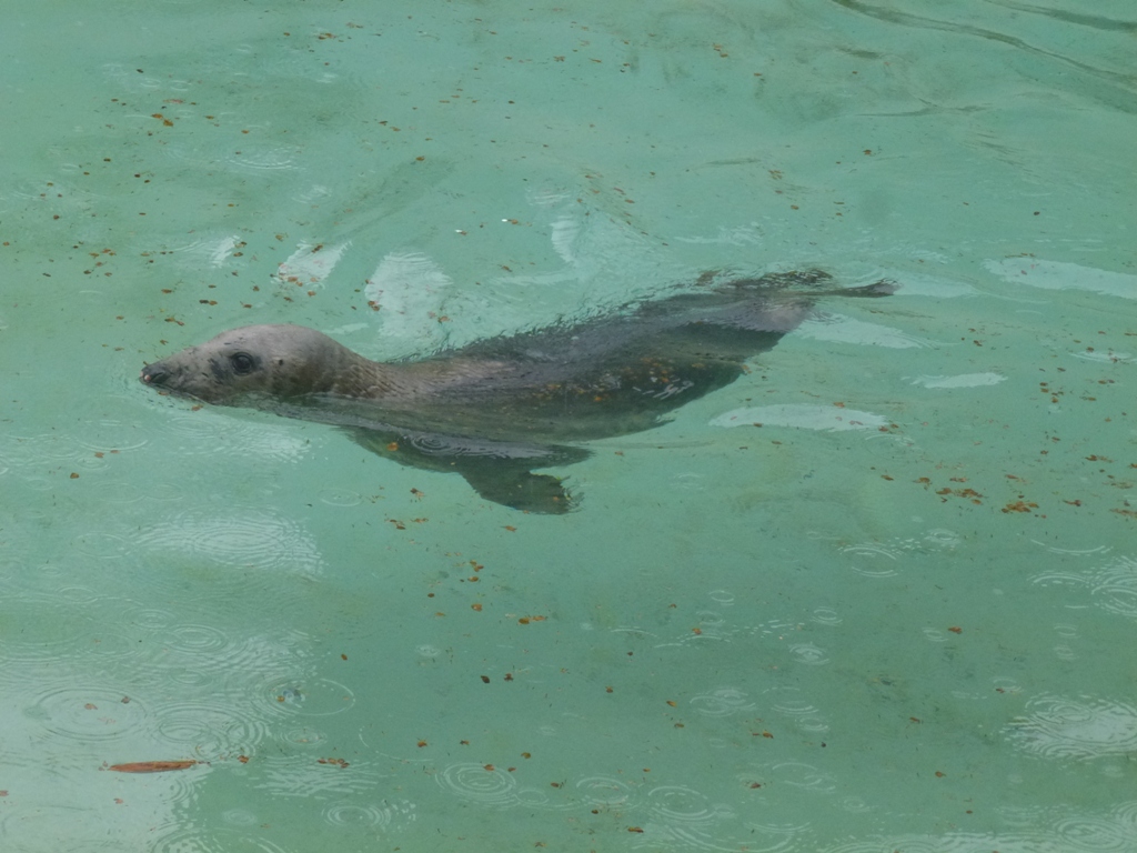 Grey seal 5.4.15