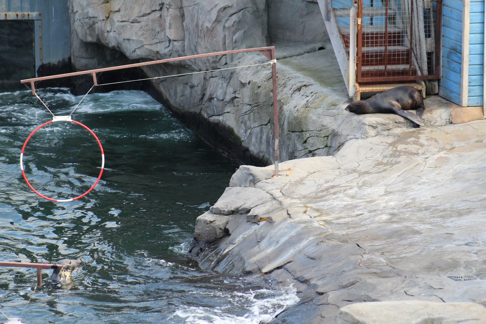 Grey Seal and Fur Seal