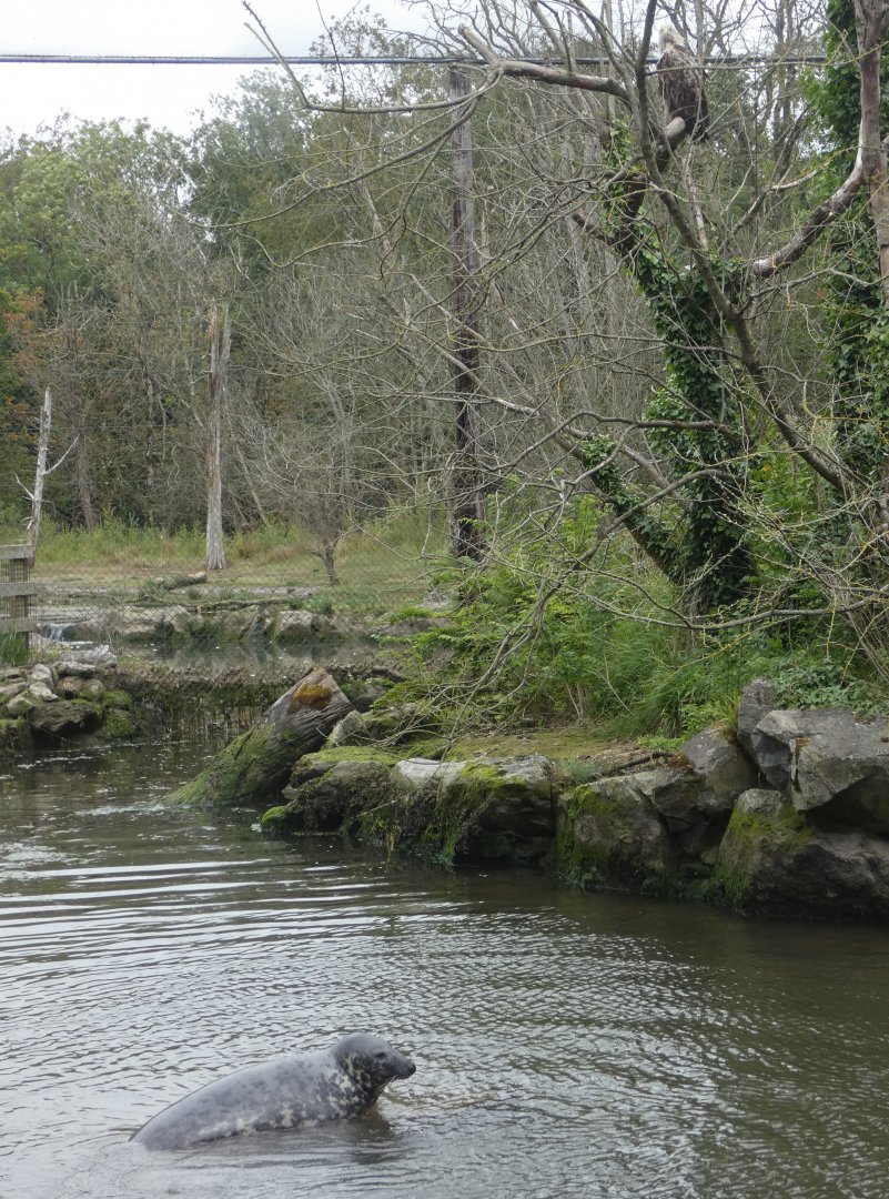 Grey seal and White-tailed sea eagle mixed exhibit