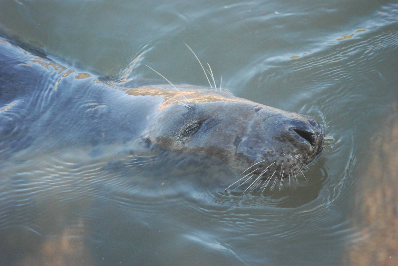 Grey Seal at Mablethorpe, 11/11/12