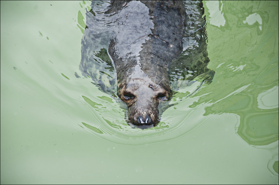 Grey seal at Münster