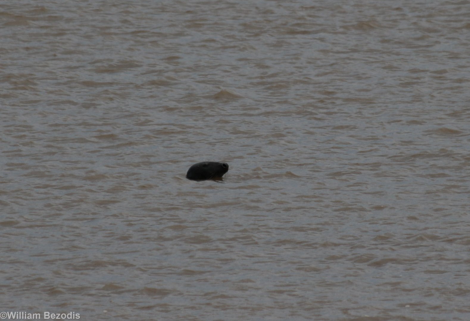 Grey Seal at Sea - Spurn Head