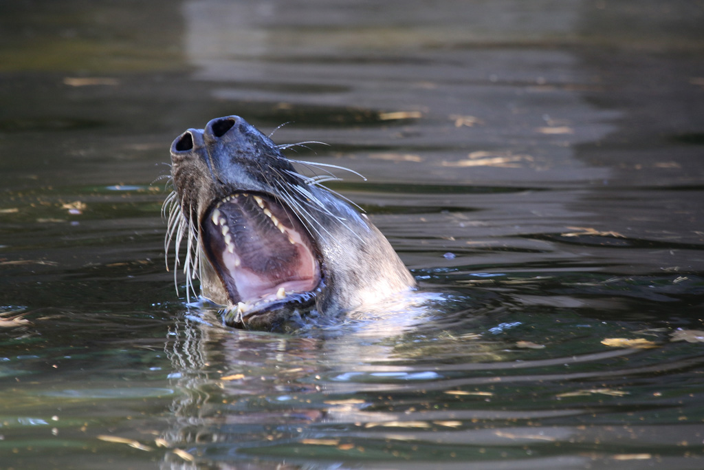 Grey Seal at Skansen 30th August 2016