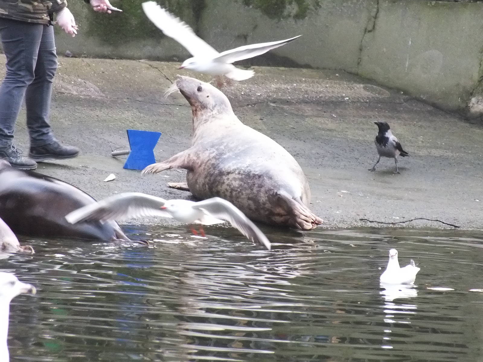 Grey seal being fed
