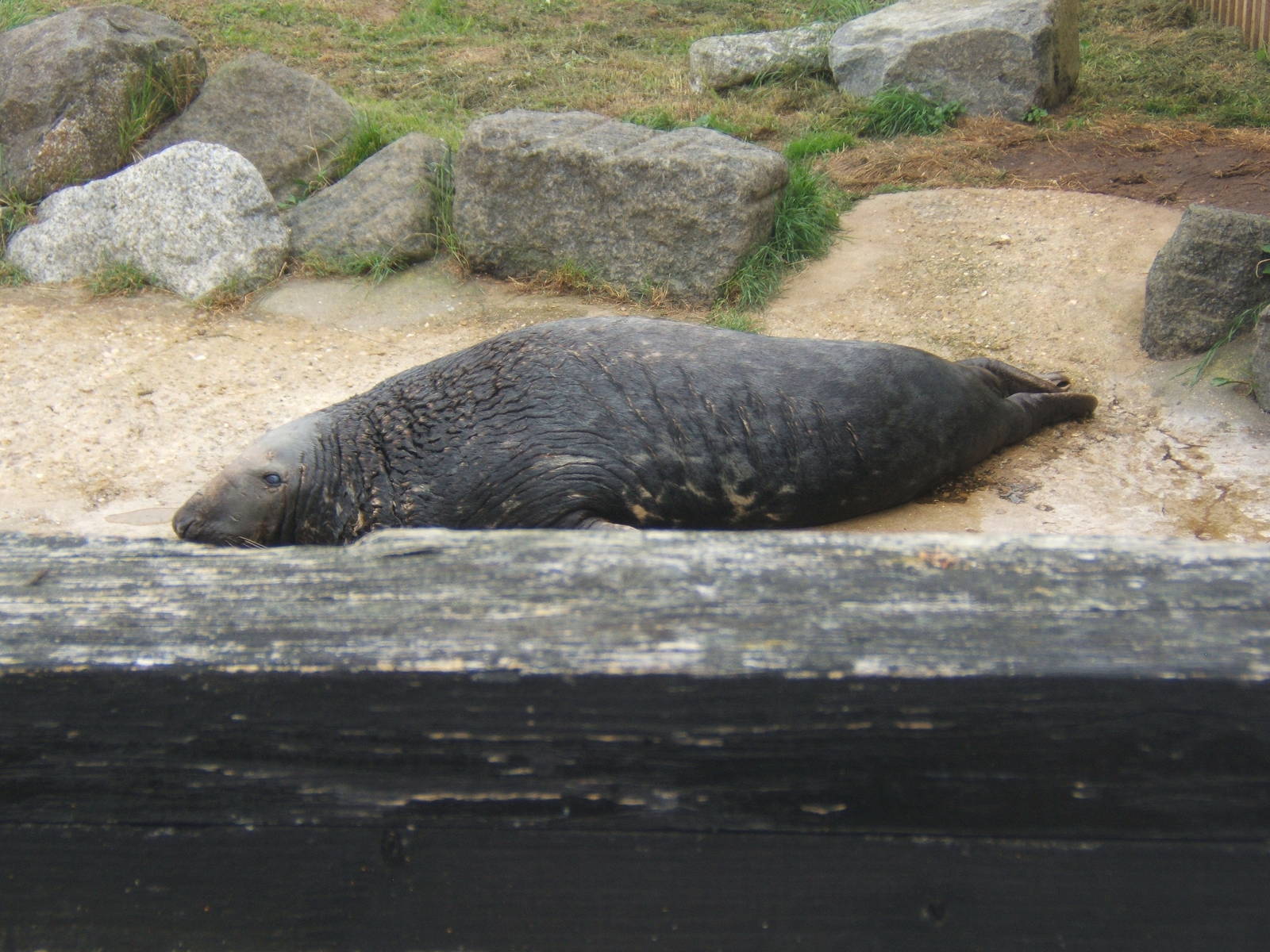 Grey Seal bull