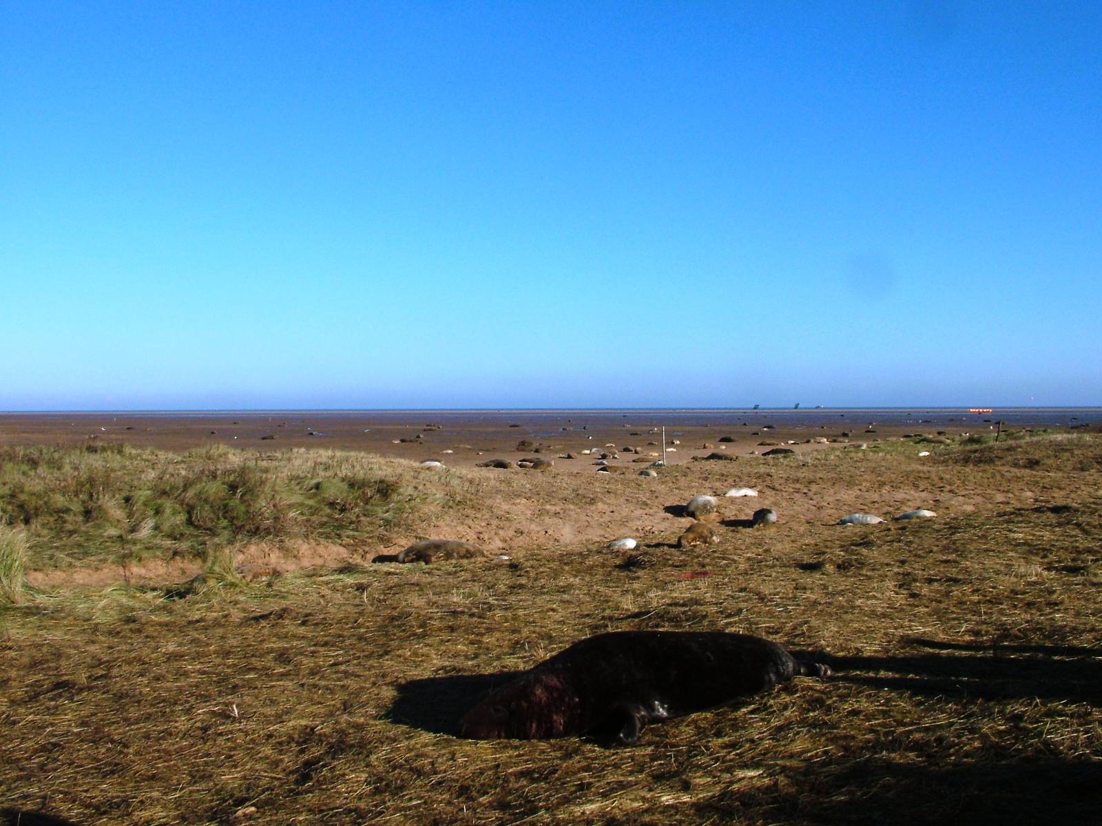 Grey Seal Colony at Donna Nook NNR, 11/11/12