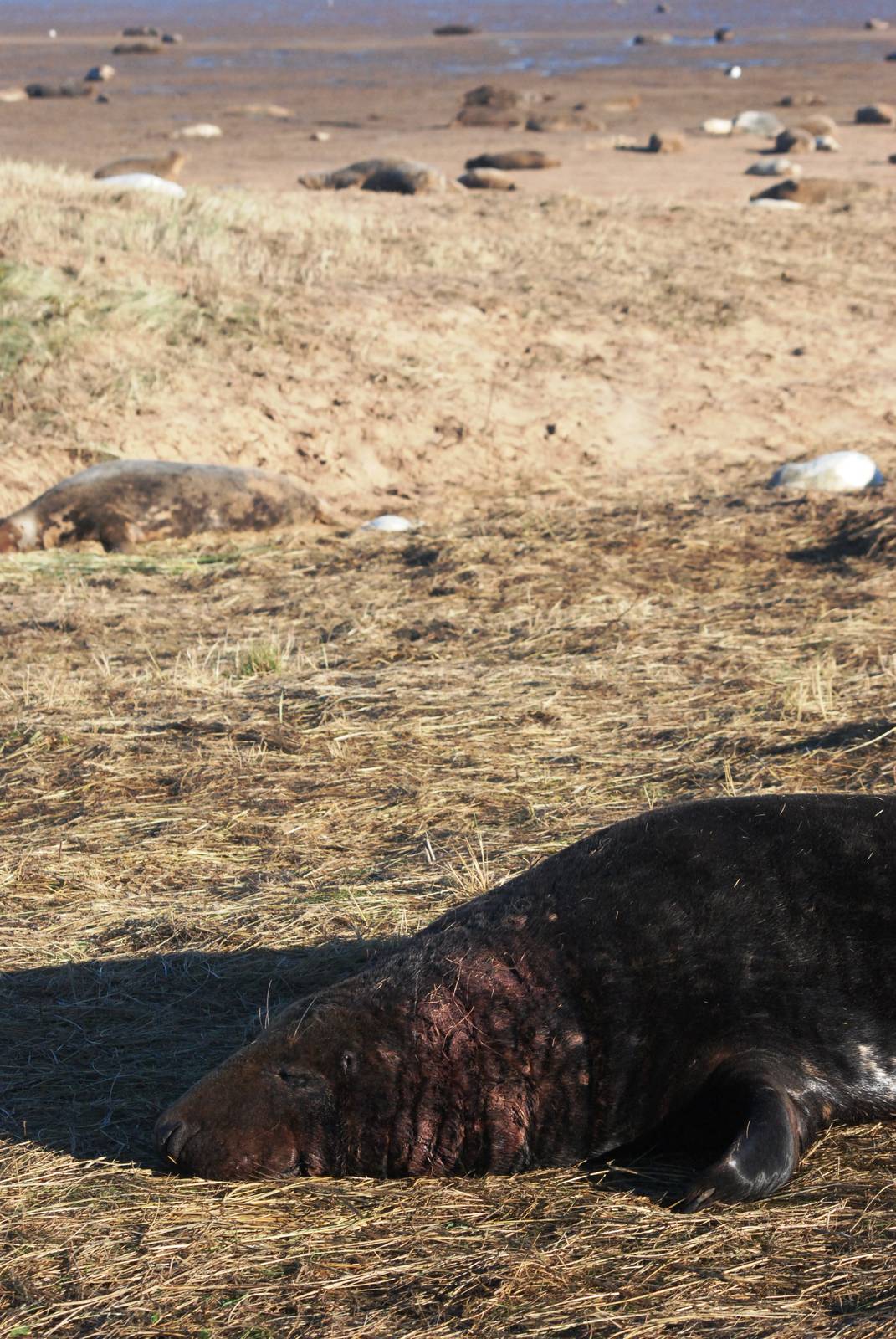 Grey Seal Colony at Donna Nook NNR, 11/11/12