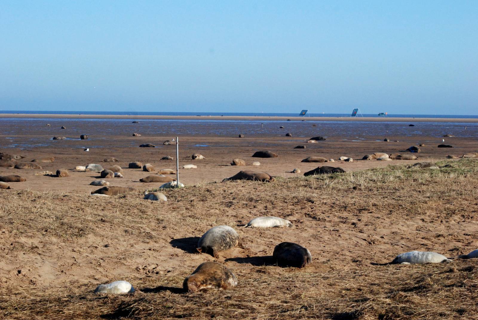 Grey Seal Colony at Donna Nook NNR, 11/11/12