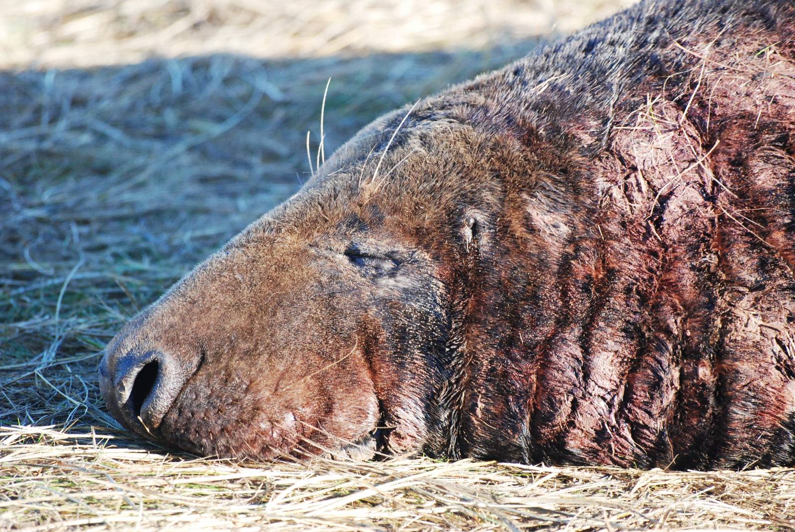 Grey Seal Colony at Donna Nook NNR, 11/11/12
