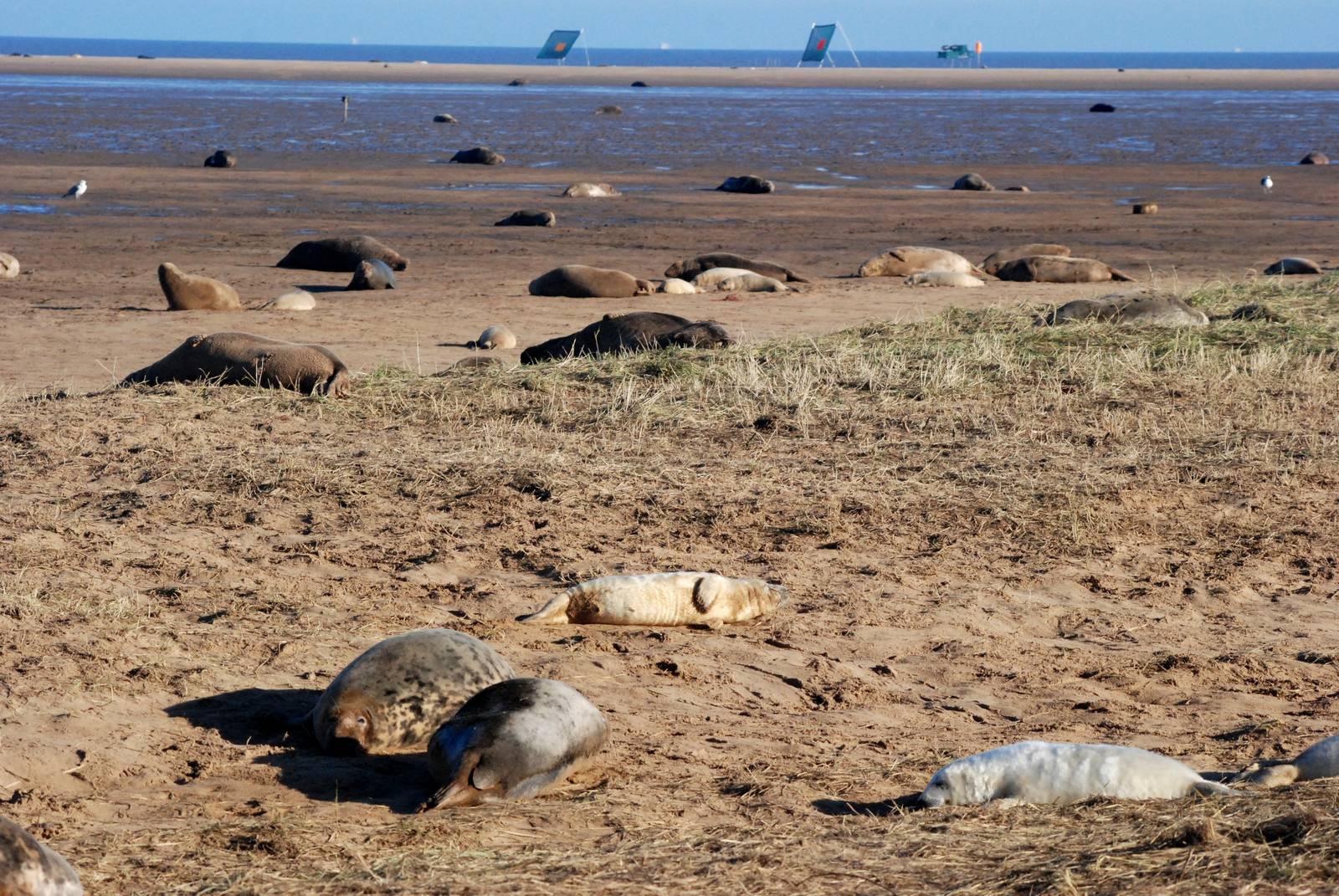 Grey Seal Colony at Donna Nook NNR, 11/11/12