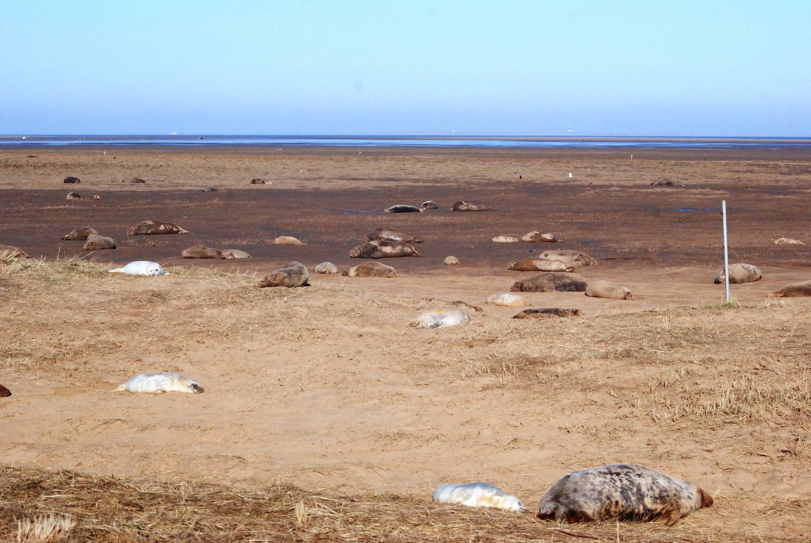 Grey Seal Colony at Donna Nook NNR, 11/11/12