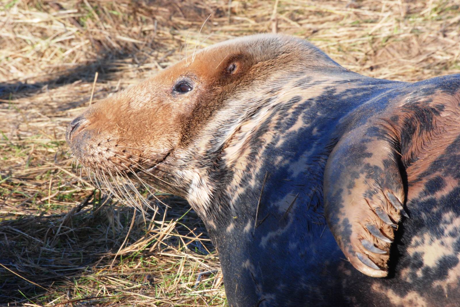 Grey Seal Colony at Donna Nook NNR, 11/11/12
