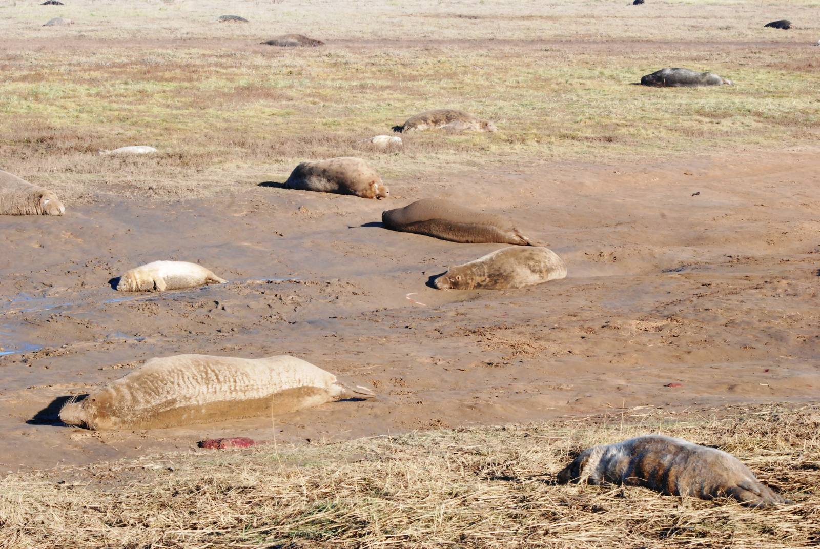 Grey Seal Colony at Donna Nook NNR, 11/11/12