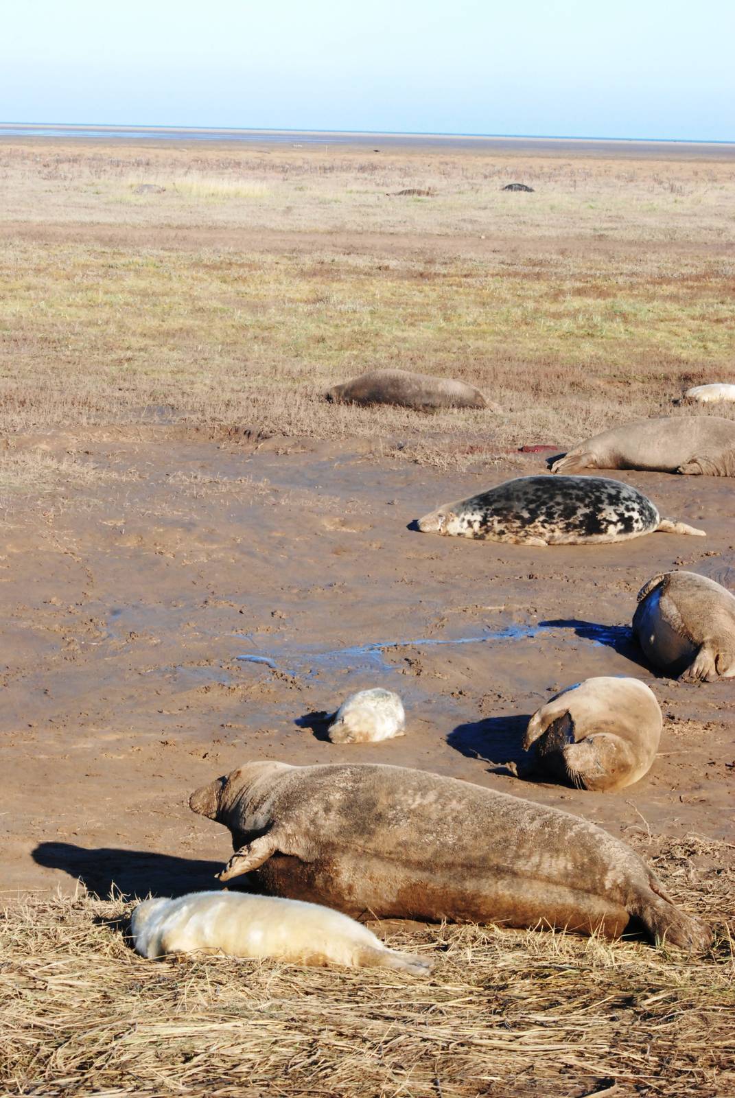 Grey Seal Colony at Donna Nook NNR, 11/11/12