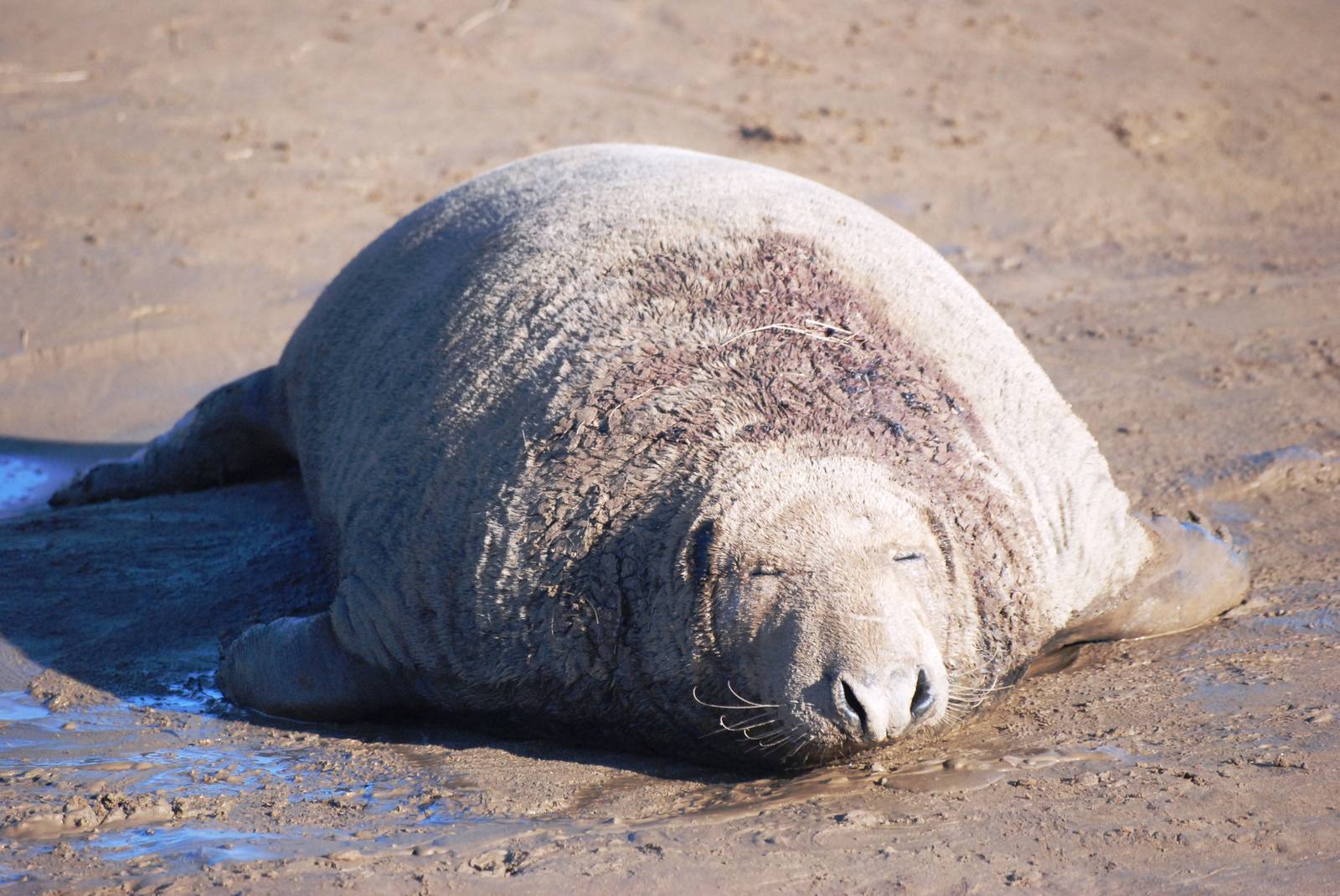 Grey Seal Colony at Donna Nook NNR, 11/11/12