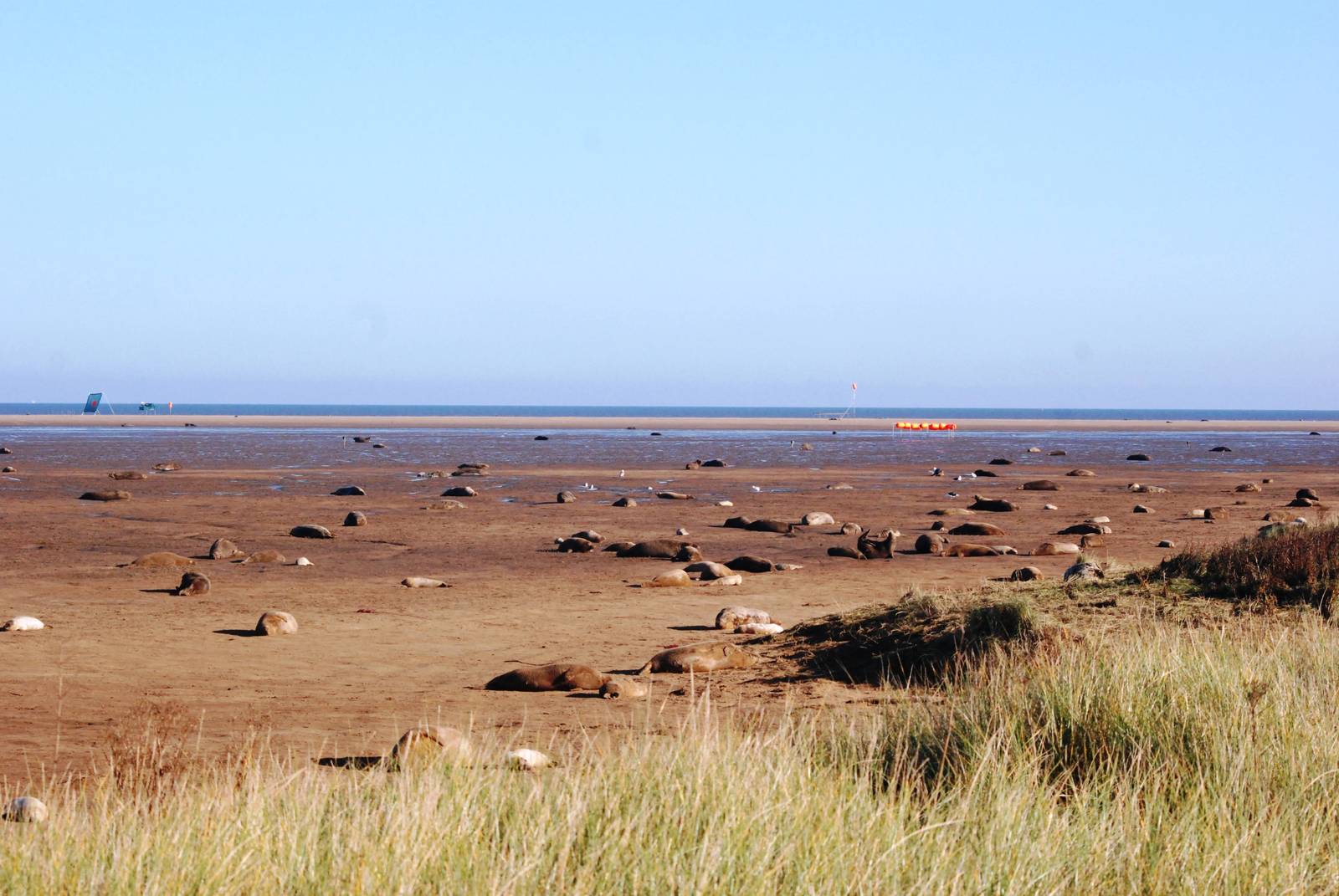 Grey Seal Colony at Donna Nook NNR, 11/11/12