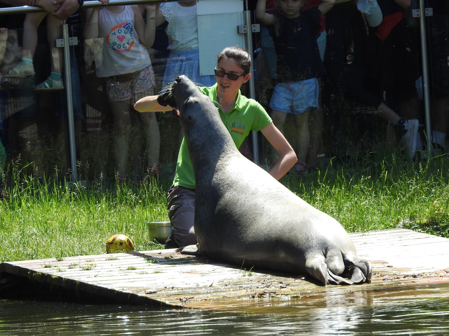 Grey seal during medical training