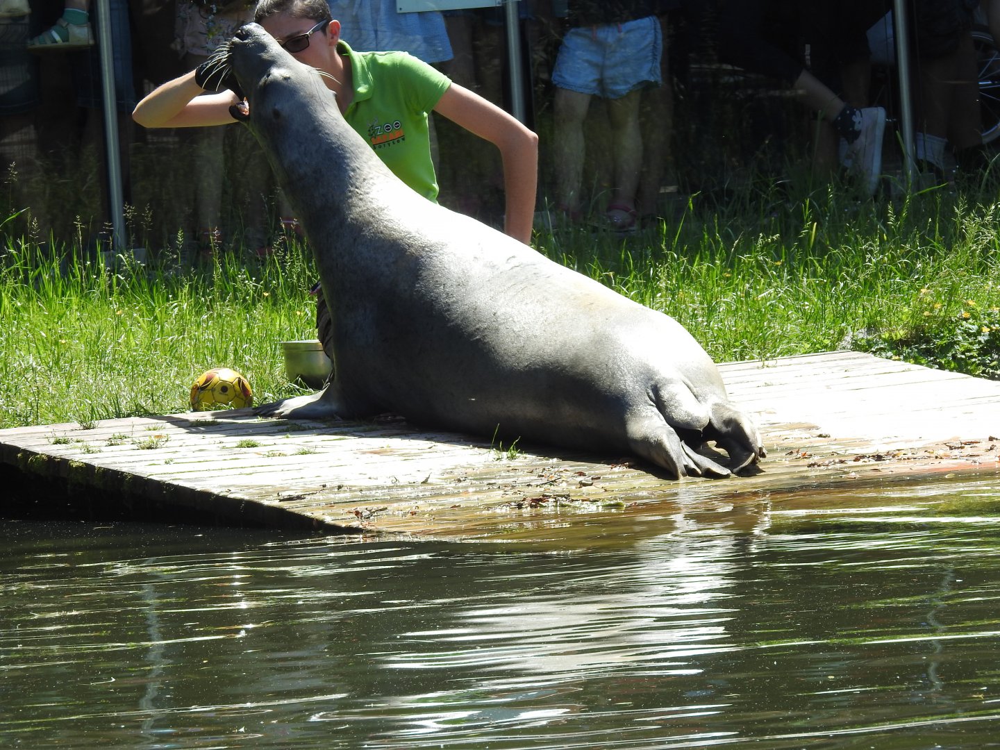 Grey seal during medical training