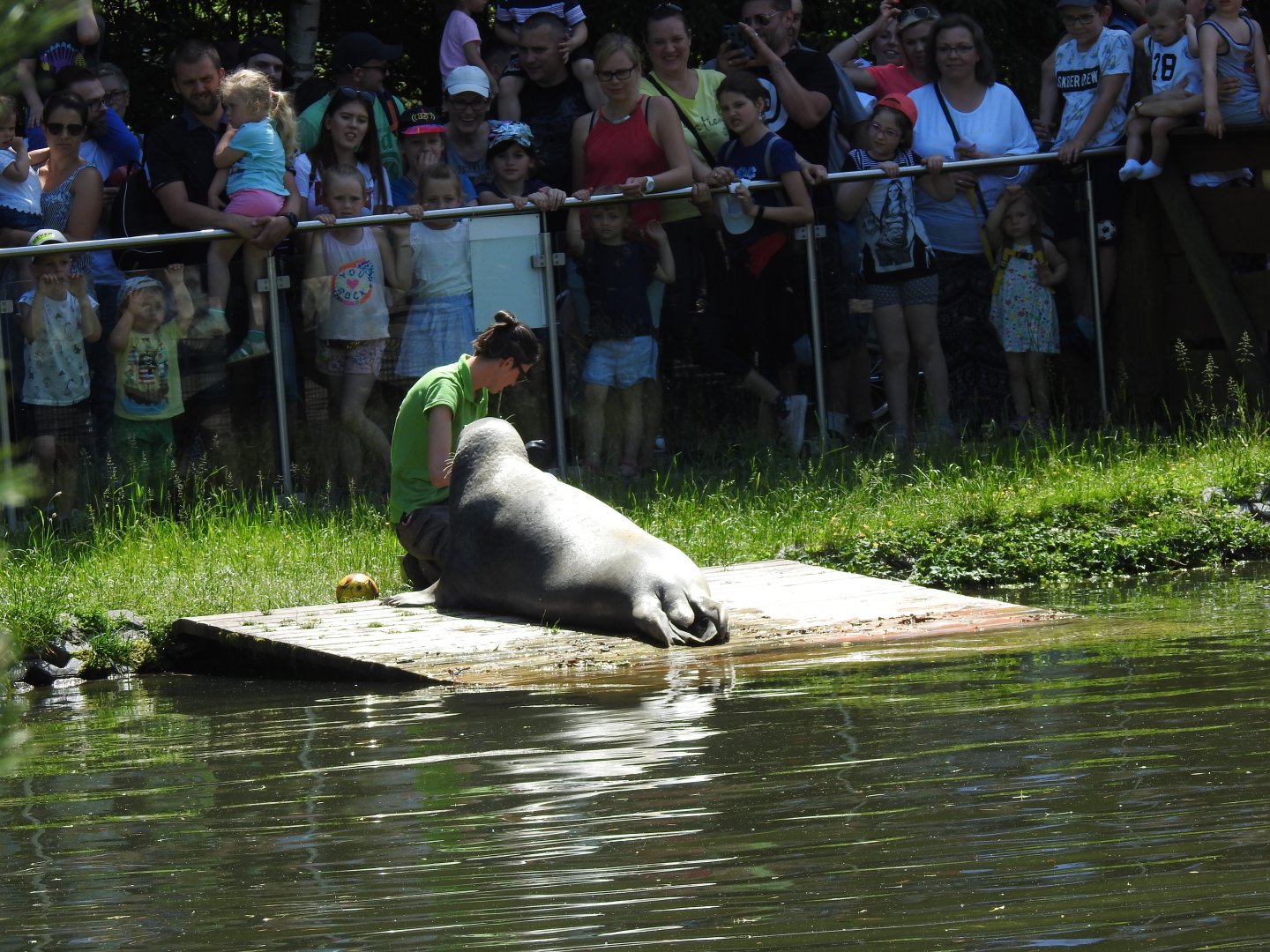 Grey seal during medical training