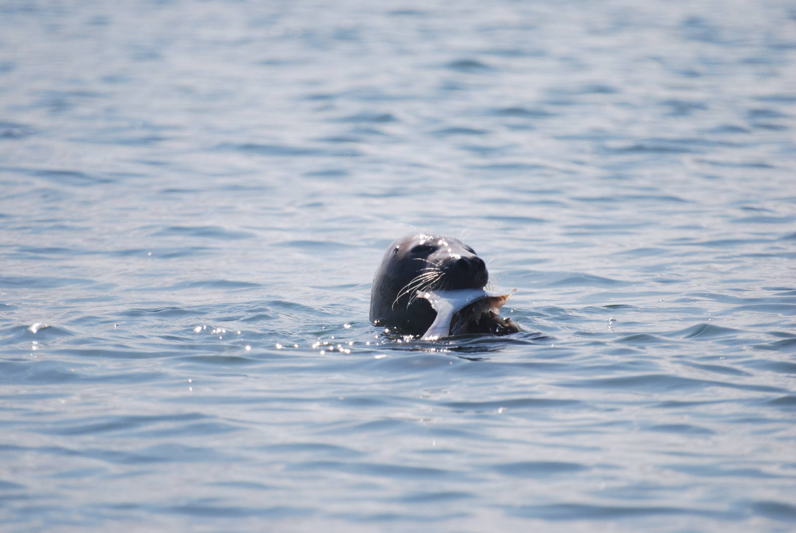 Grey seal eating flatfish