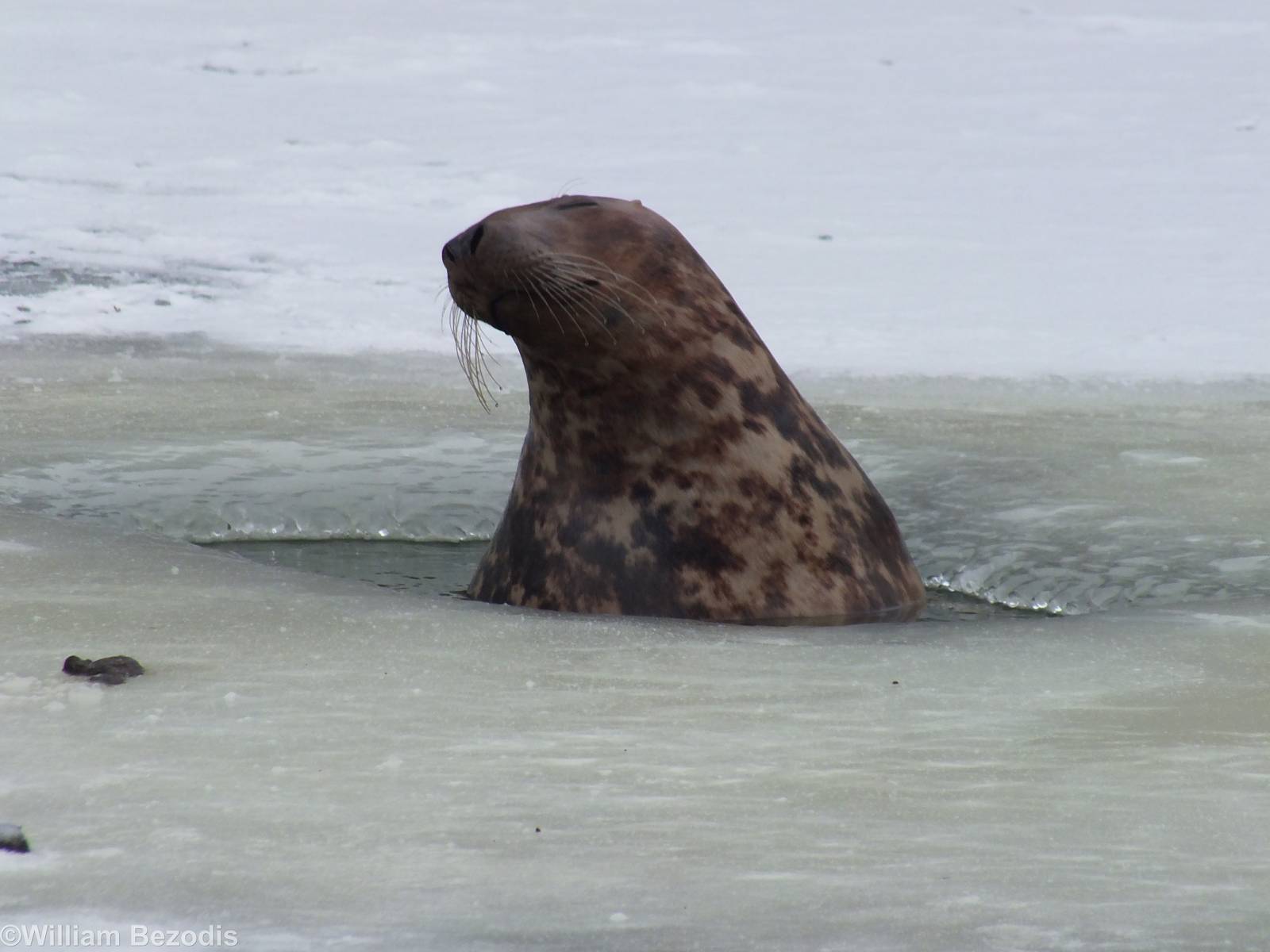 Grey Seal Emerges from the Ice