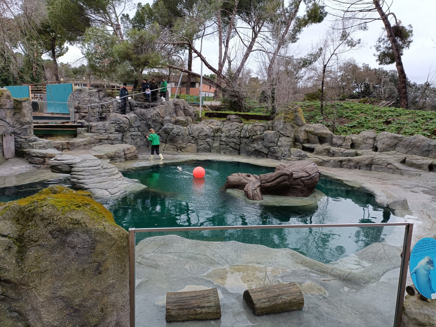 Grey seal exhibit