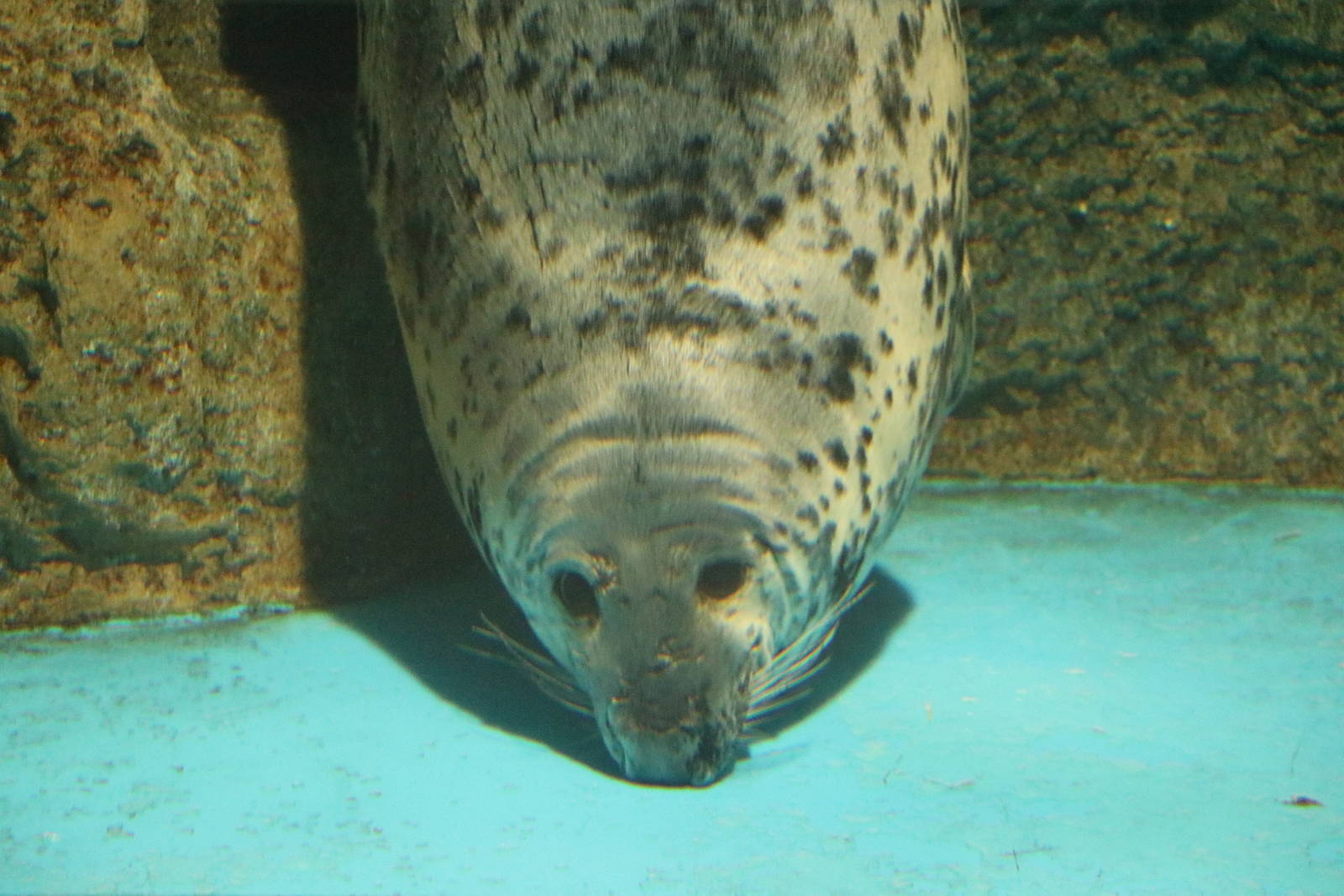 Grey seal, February 2016
